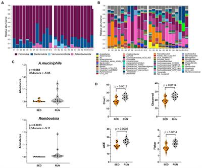 Exploring the interplay between running exercises, microbial diversity, and tryptophan metabolism along the microbiota-gut-brain axis